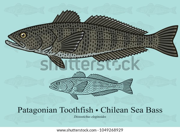 チリのシーバス パタゴニアン歯魚 細かく調整された詳細と最適化されたストロークを持つベクターイラスト 小さいサイズで画像を使用できます のベクター画像素材 ロイヤリティフリー