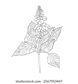 Patchouli. A base note in perfumery. Plant aromatic oil used to make perfumes. Outline illustration.