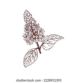 Patchouli branch, hand drawn outline style.