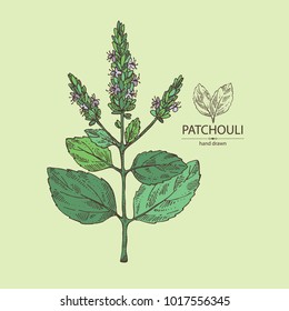 Patchouli: patchouli branch with leaves and flowers. Cosmetics and medical plant. Vector hand drawn illustration.