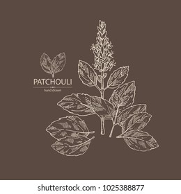 Patchouli: patchouli branch with leaves and flowers. Cosmetics and medical plant. Vector hand drawn illustration.