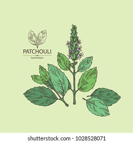 Patchouli: patchouli branch with leaves and flowers. Cosmetics and medical plant. Vector hand drawn illustration.