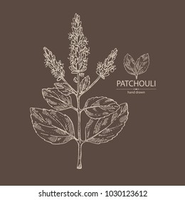 Patchouli: patchouli branch with leaves and flowers. Cosmetics and medical plant. Vector hand drawn illustration.