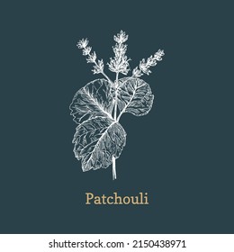 Patchouli branch, sketch in vector, design element. Botanical drawing in engraving style. Hand drawn illustration of cosmetic and pharmaceutical herb.