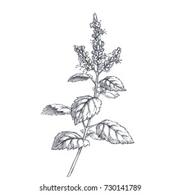 Patchouli branch. Vector botanical hand drawn illustration with herb. Natural element for design. Component for aromatic oil