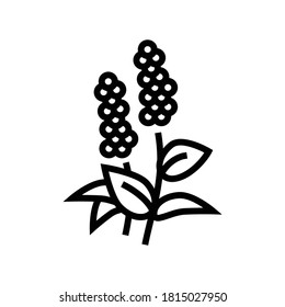 patchouli flowers aromatherapy line icon vector. patchouli flowers aromatherapy sign. isolated contour symbol black illustration