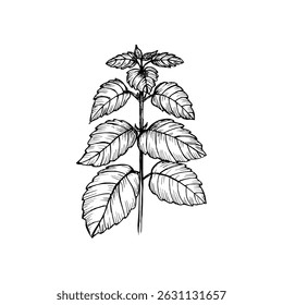 Patchouli herb engraved drawing. Natural outline sketch in botanical style for cooking, spa, medicinal tea, and garden beauty. Hand-drawn vector floral clipart