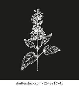 Patchouli herb - engraved plant illustration, sketch drawing. Aromatherapy, wellness, natural cosmetics, culinary herbs, and garden decor. Hand drawn floral vector clipart isolated