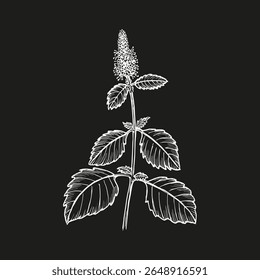 Patchouli herb sketch illustration. Outline botanical drawing in engraving style. Aromatherapy, cooking, and garden decoration. Hand drawn vector clipart