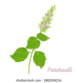 Patchouli aislado en fondo blanco. Plantas aromáticas con flores y hojas verdes. Ilustración vectorial en estilo plano de caricatura.