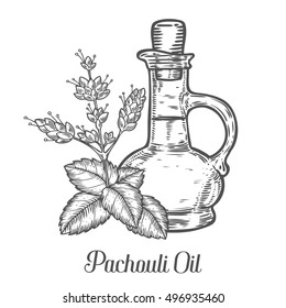 Patchouli oil bottle seed vector. Isolated on white background. Patchouli essence aroma ingredient. Engraved hand drawn illustration in retro vintage style. Organic Aromatherapy, cosmetics component.