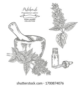 Patchouli plant leaves and flowers with mortar and glass bottle. Patchouli essential oil. Medical herbs hand drawn. Vector illustration. 