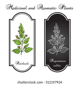 Patchouli (Pogostemon cablin), also patchouly or pachouli - aromatic and medicinal plant, vector illustration