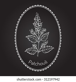 Patchouli (Pogostemon cablin), also patchouly or pachouli - aromatic and medicinal plant, vector illustration