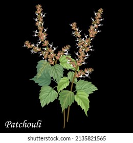 Patchouli (Pogostemon Cablini) Vector Illustration On Black Background.