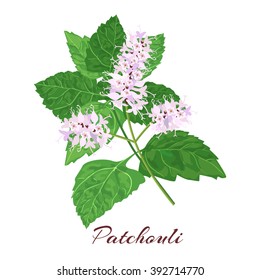 Patchouli (Pogostemon Cablini). Vector Illustration On White Background.