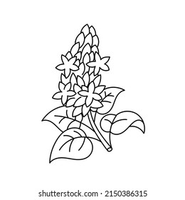 Patchouli spices. Cooking ingredient. Line icon. Editable stroke size. Vector illustration.