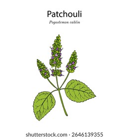 Patchouly ou pachouli (cablin de Pogostemon), planta medicinal e comestível. Ilustração vetorial botânica desenhada à mão