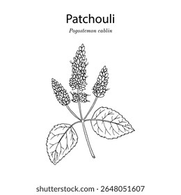 Patchouly ou pachouli (cablin de Pogostemon), planta medicinal e comestível. Ilustração vetorial botânica desenhada à mão