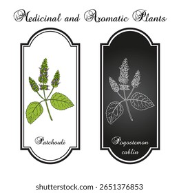 Patchouly ou pachouli (cablin de Pogostemon), planta medicinal e comestível. Ilustração vetorial botânica desenhada à mão