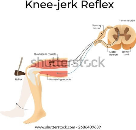 Patellar Reflex and Knee Jerk Reflex Vector Illustration