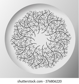 patera vegetable