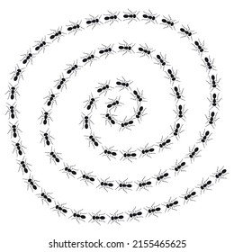 A path of ants running. View from above. Trail ants spiral.