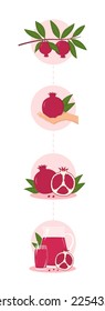 The path of the pomegranate from the branch to the table. Set of 4 pictures. Fresh pomegranate juice. Vector illustration in a flat style.