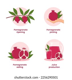 The path of the pomegranate from the branch to the table. Set of 4 pictures. Fresh pomegranate juice. Vector illustration in a flat style.