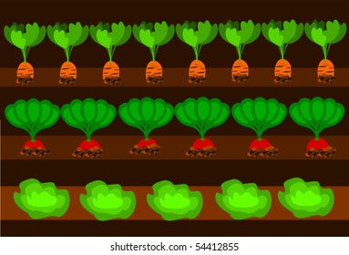 Path with vegetables cultivated . Carrots, lettuce and radish