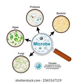 patógenos a través de una lupa. Microorganismos. El microbio es una forma unicelular o una colonia de células. Tipos de agentes infecciosos. Cierre de Protozoa, Algae, virus, bacterias y hongos