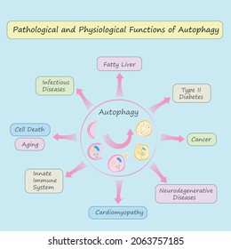 Pathological and Physiological  Functions of Autophagy vector illustration