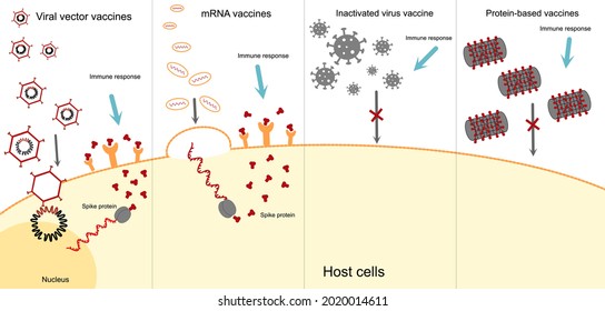 The pathway of 4 types COVID-19 vaccines: Viral vector, mRNA vaccines, Inactivated virus  and Protein-base that induce immune response in human body or immunization.