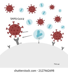 Der Weg des Anti-COVID-19 (SARS-CoV-2)-Medikaments zur Hemmung der SARS-CoV-2-Infektion in die Wirtszellen