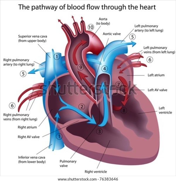 Pathway of blood flow\
through the heart