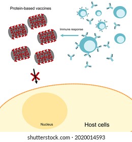 Der Weg der Immunantwort auf Protein-Basisimpfstoffe oder Protein-Untereinheit-Impfstoff.