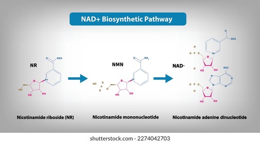 NAD＋Biosynthetic Pathway - From NR to NMN to NAD+ Vector illustration