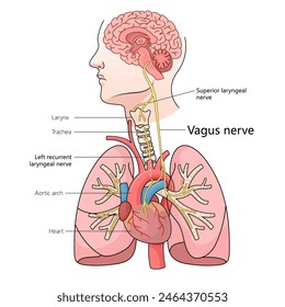 pathway of vagus nerve through human body, including its connection to the brain, heart, and lungs structure diagram hand drawn schematic vector illustration. Medical science educational illustration