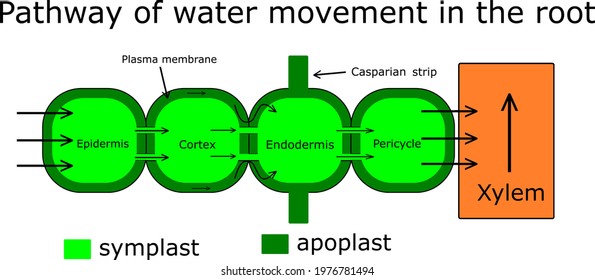 Pathway of water movements in the roots.