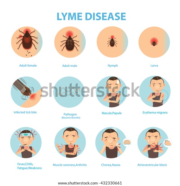 Patients Lyme Disease Ticks Vector Illustration Stock Vector (Royalty
