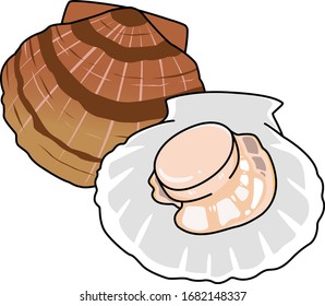 Patinopecten yessoensis, exterior of left valve purplish brown with 20 coarse radial ribs.