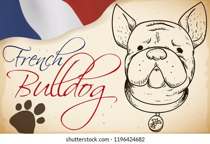 Patriotic French bulldog portrait in hand drawn style over a scroll with France flag and a paw print.