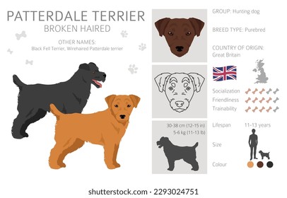 Patterdale terrier broken haired clipart. All coat colors set.  All dog breeds characteristics infographic. Vector illustration