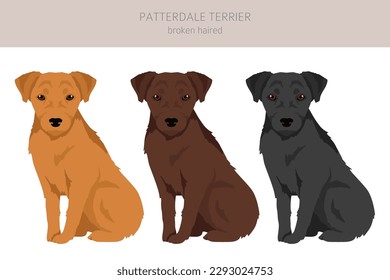 Patterdale terrier broken haired clipart. All coat colors set.  All dog breeds characteristics infographic. Vector illustration