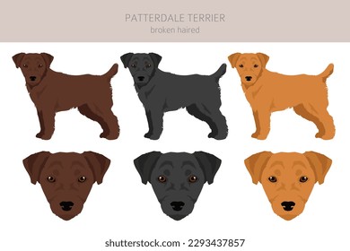 Patterdale terrier broken haired clipart. All coat colors set.  All dog breeds characteristics infographic. Vector illustration