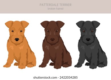 Patterdale terrier broken haired puppy clipart. All coat colors set.  All dog breeds characteristics infographic. Vector illustration