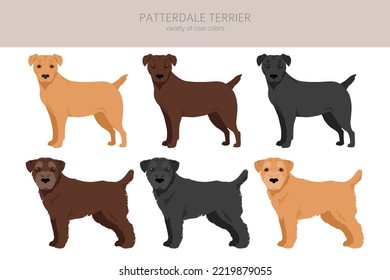 Patterdale terrier clipart. All coat colors set.  All dog breeds characteristics infographic. Vector illustration