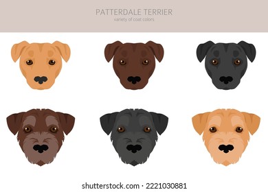 Patterdale terrier clipart. All coat colors set.  All dog breeds characteristics infographic. Vector illustration