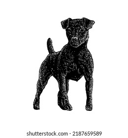 Patterdale Terrier hand drawing vector illustration isolated on white background