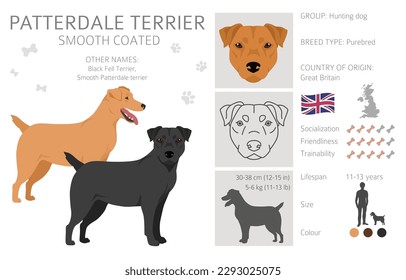 Patterdale terrier smooth coated clipart. All coat colors set.  All dog breeds characteristics infographic. Vector illustration